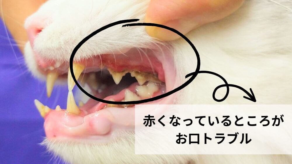 犬猫生活口腔ケアサプリ・口の中が赤くているところが歯周病