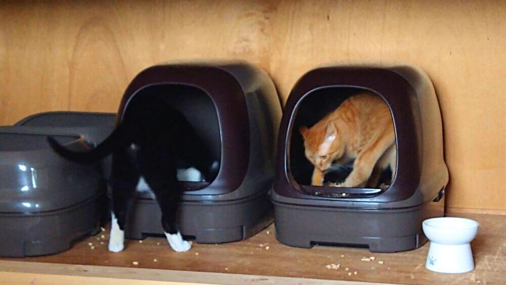 先住猫と新入り猫が同じトイレを使っている画像