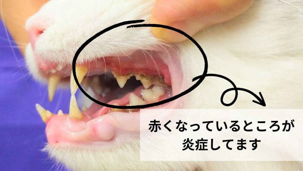 猫の歯周病の画像