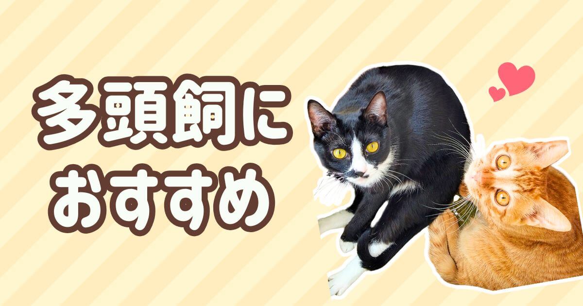 茶トラの猫は一家に一匹