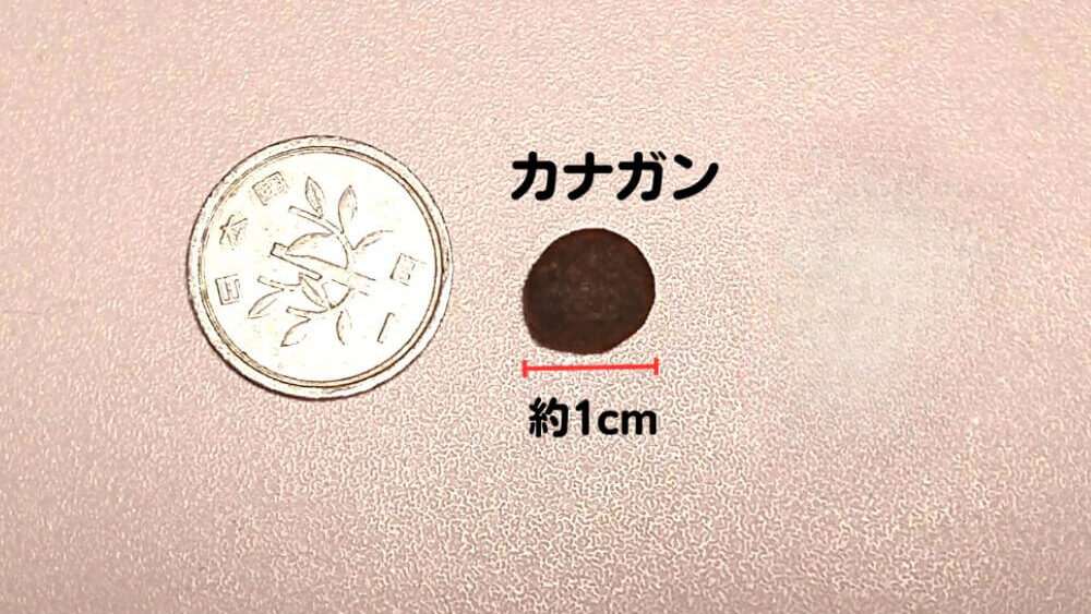 カナガンキャットフードの粒の大きさの画像。1円玉よ二まわり小さめ
