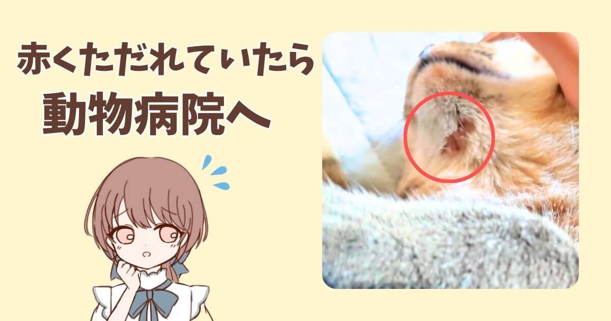 猫　顎の下　はげ