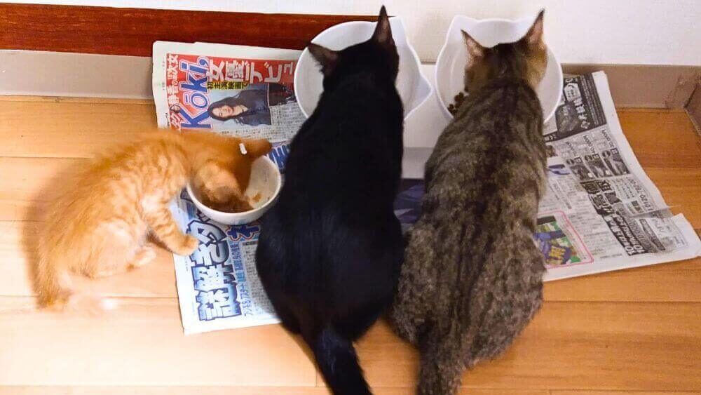 先住猫と新入り子猫が一緒にご飯を食べている画像