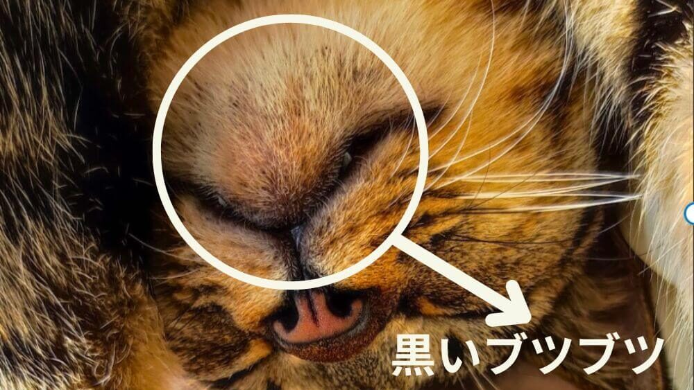 猫の顎の下の黒いぶつぶつの画像