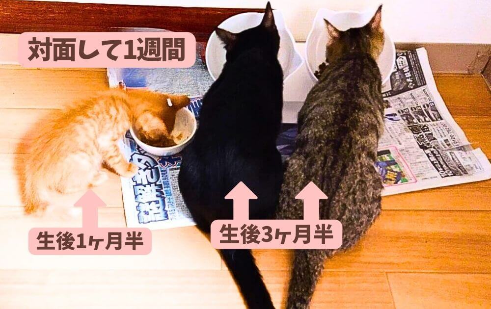 先住猫と新入り子猫が一緒に食事をする画像