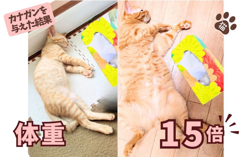 カナガン　モグニャン
