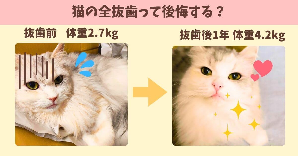 猫　抜歯　後悔