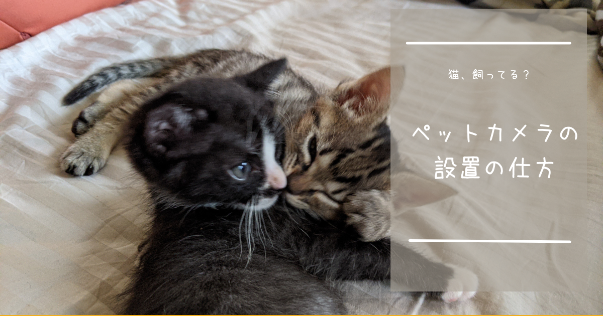 猫を飼うと人生が変わる 自己肯定感が低い私に猫がくれた素敵なこと ねこブログ