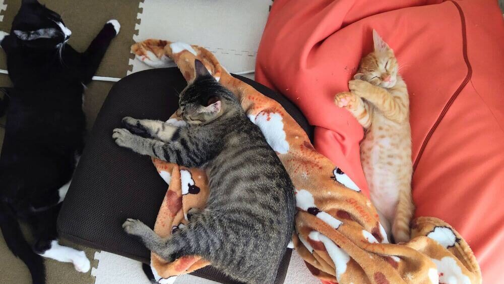 先住猫が新入り子猫を受け入れた画像