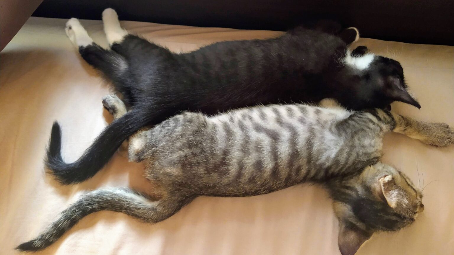先住猫と新入り子猫が仲良くなるまでの期間と隔離が必要な理由を徹底解説! ねこブログ 先住猫と新入り子猫が仲良くなるまでの期間と隔離が必要な理由を徹底解説! ねこブログ