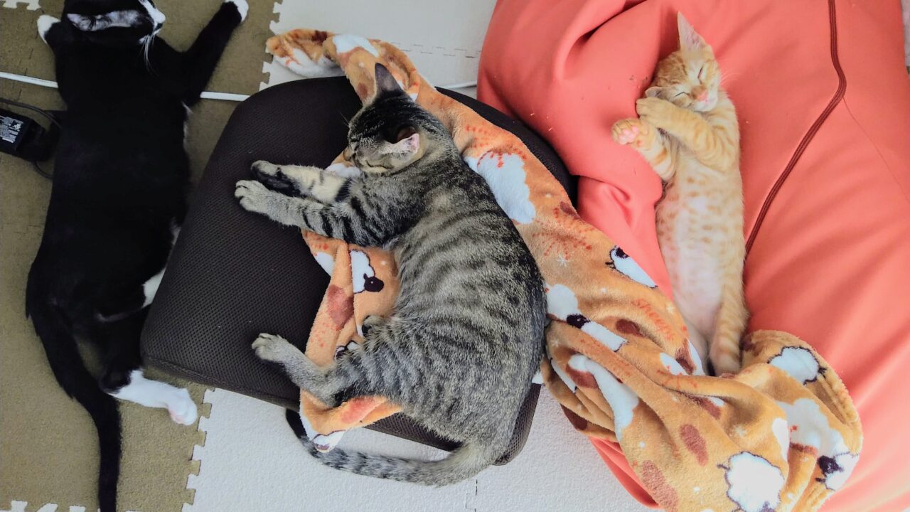 先住猫と新入り子猫が仲良くなるまでの期間と隔離が必要な理由を徹底解説! ねこブログ 先住猫と新入り子猫が仲良くなるまでの期間と隔離が必要な理由を徹底解説! ねこブログ