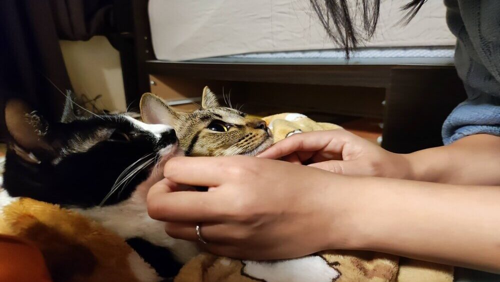 先住猫と新入り猫がリラックスしている画像