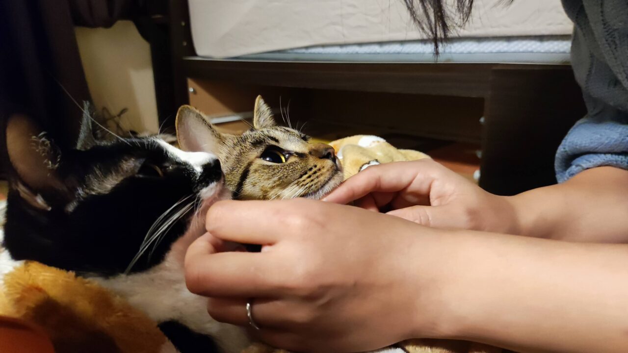 先住猫が受け入れたサインはこれ!新入り猫を迎える前に知っておきたい5つのポイントを解説! ねこブログ 先住猫が受け入れたサインはこれ!新入り猫を迎える前に知っておきたい5つのポイントを解説! ねこブログ