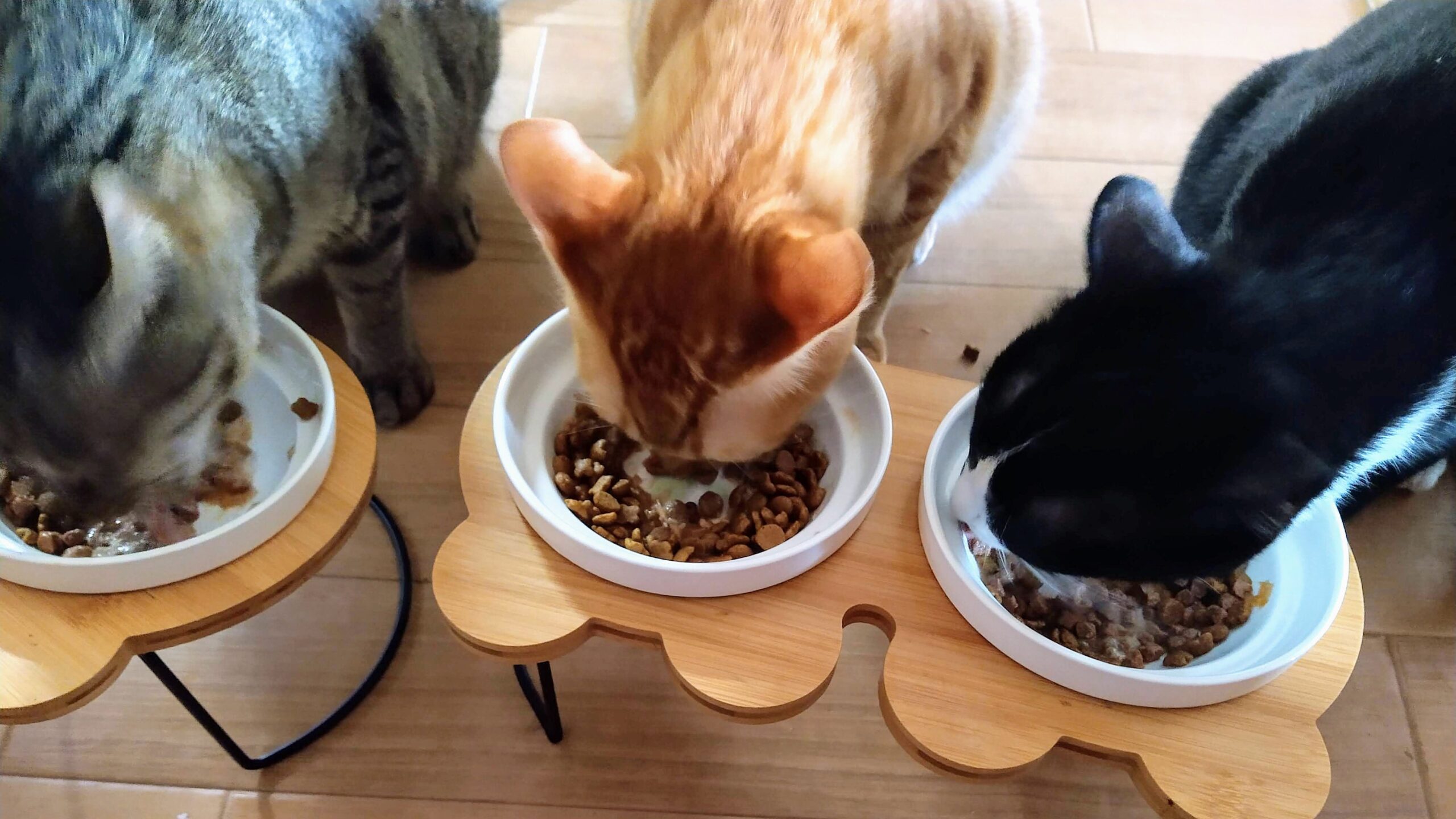 カナガンを食べている猫の画像