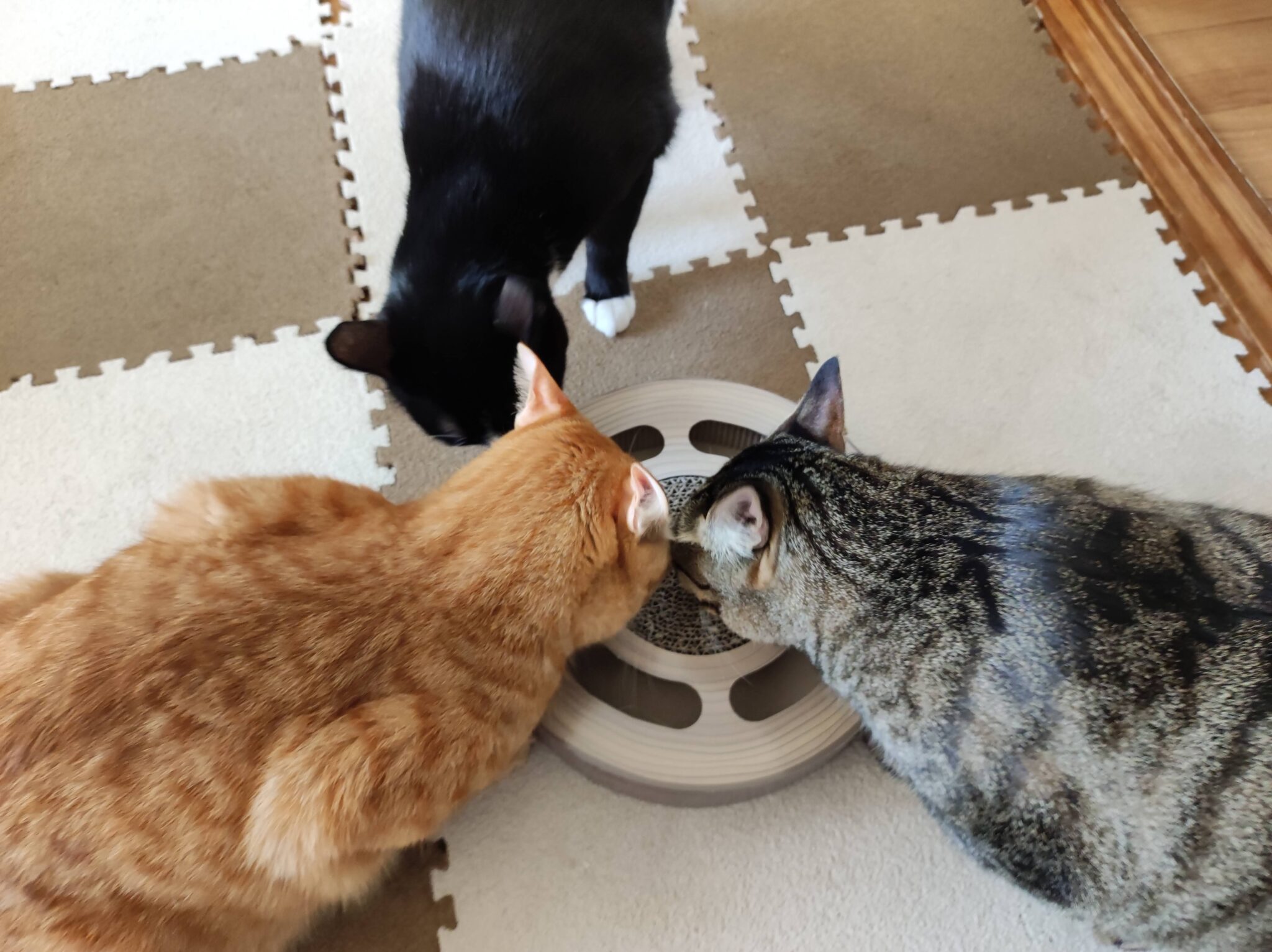 先住猫が受け入れたサインはこれ!新入り猫を迎える前に知っておきたい5つのポイントを解説! ねこブログ 先住猫が受け入れたサインはこれ!新入り猫を迎える前に知っておきたい5つのポイントを解説! ねこブログ