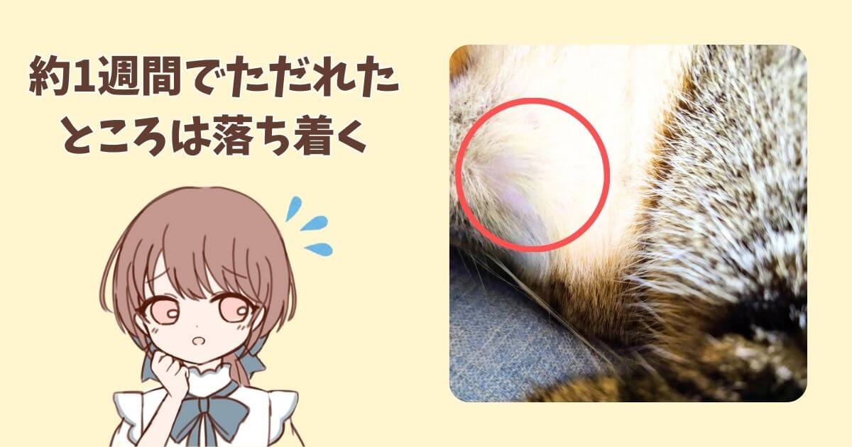 猫　顎の下　はげ