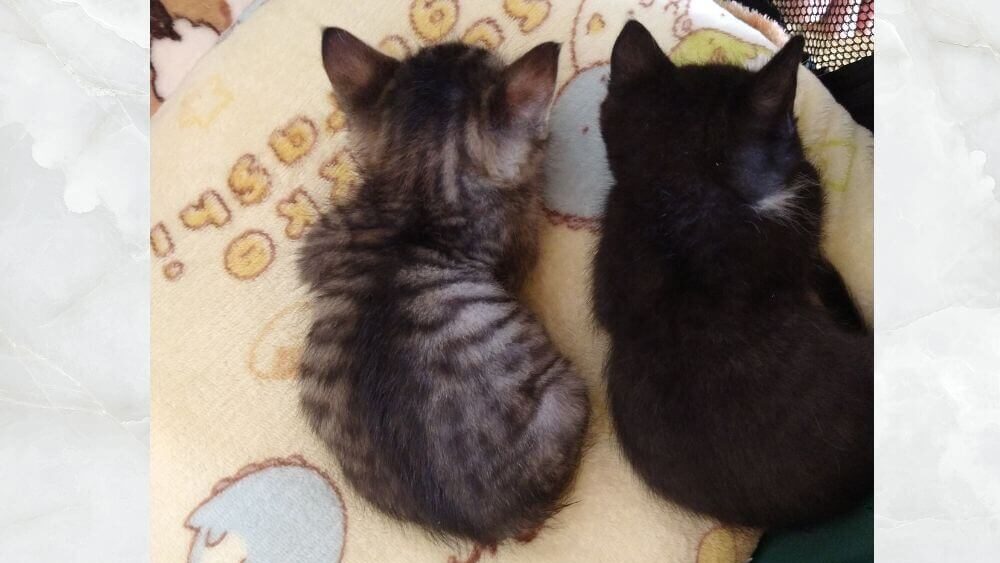 先住猫と新入り子猫が一緒に寝ている画像