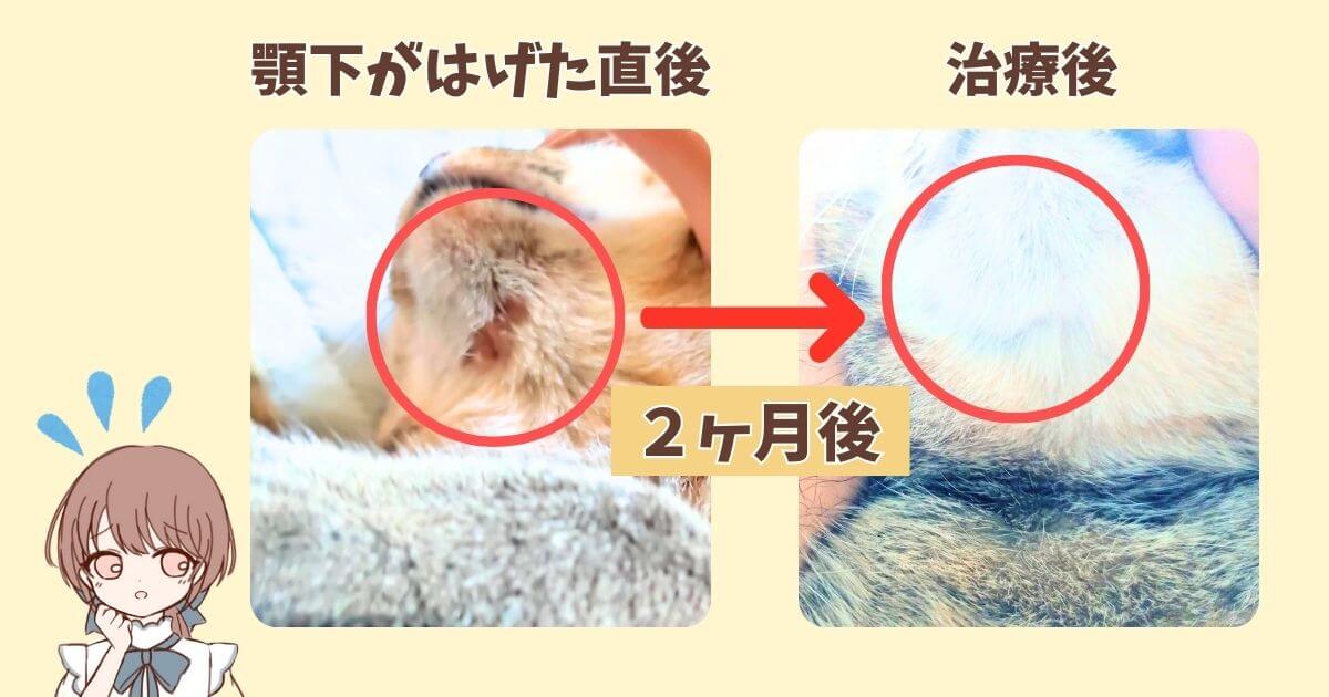 猫　顎の下　はげ