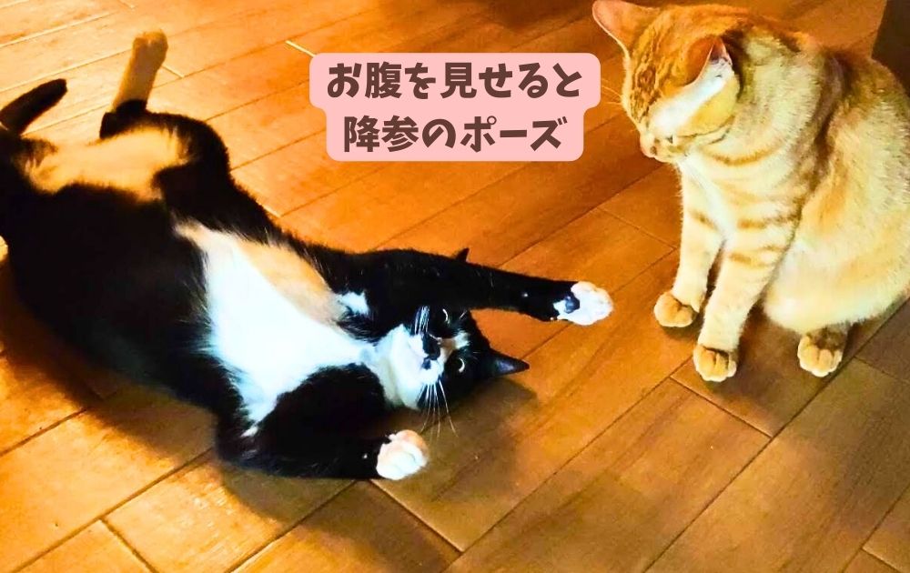 先住猫と新入り子猫のじゃれあいと降参のポーズの画像
