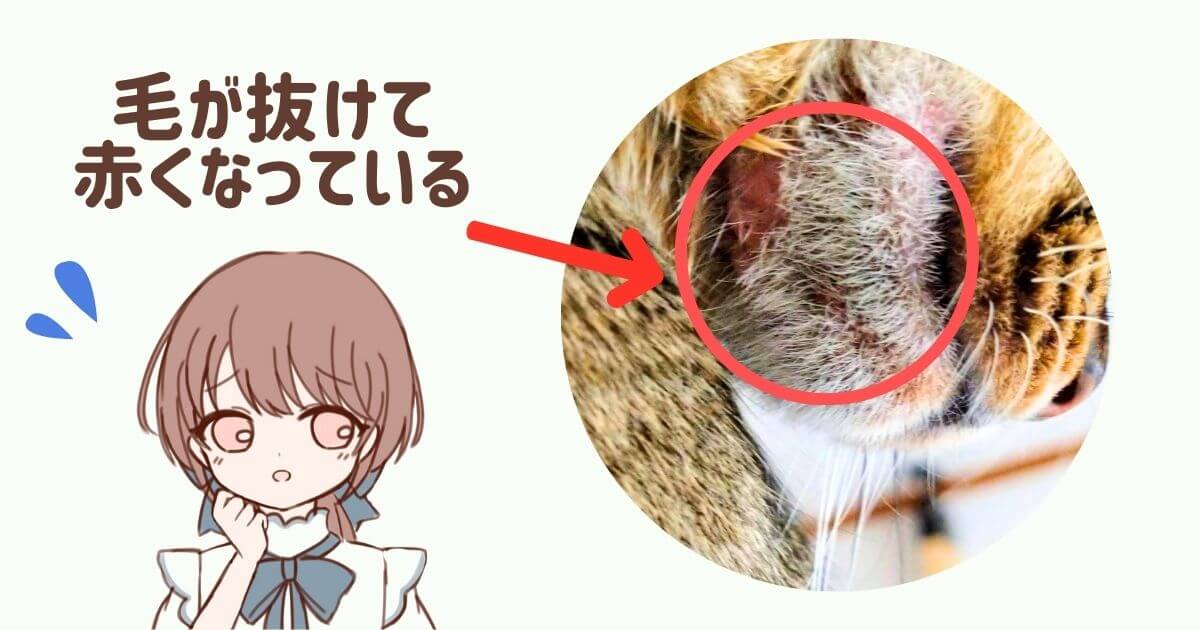猫　顎の下　はげ